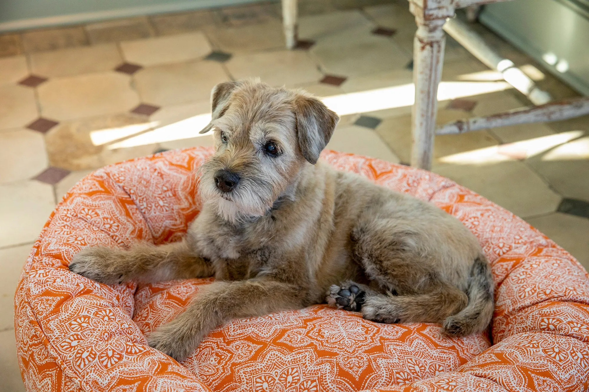 Canine Styles - Cotton Canvas - Curacao Orange - Dog Bed